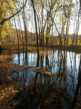Reflection Of Trees In Water In Autumn Season.