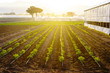 agricoltura biologica in Italia