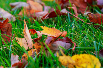ray of sunlight on the fallen autumn leaves.