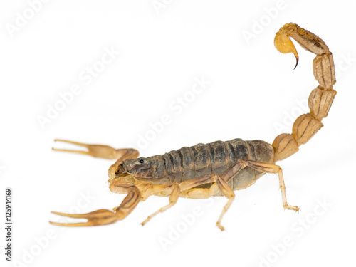 Escorpion De Perfil Sobre Fondo Blanco Puro Stock Photo Adobe Stock Escorpion De Perfil Sobre Fondo Blanco Puro Stock Photo Adobe Stock
