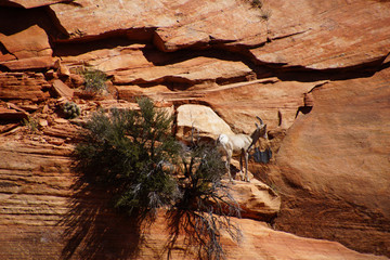 Sticker - Rocky Mountain sheep  ( Ovis canadensis ) climbing