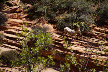 Sticker - Rocky Mountain sheep  ( Ovis canadensis ) climbing