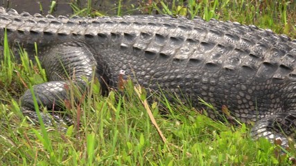 Fototapete - Tail to head pan of American Alligator at Sabine National Wildlife Refuge in Louisiana