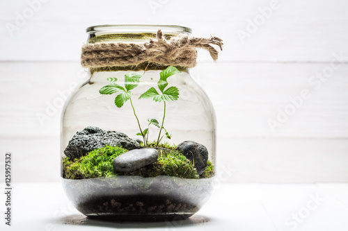 Amazing jar with piece of forest as new life concept Tableau sur Toile