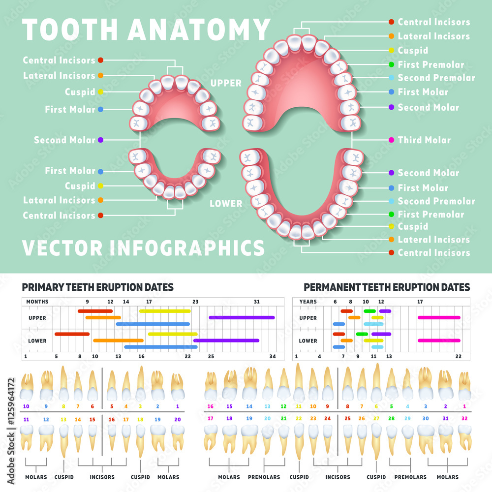 Orthodontist human tooth anatomy vector infographics with teeth ...