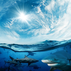 Fototapete - Beautiful cloudy divine background with sunlight and a lot of dangerous sharks underwater