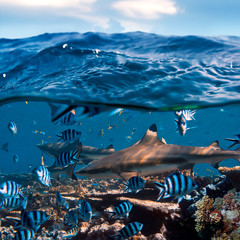 Wall Mural - beautiful seaview waterline waves in a shallow and sharks swimming by corals