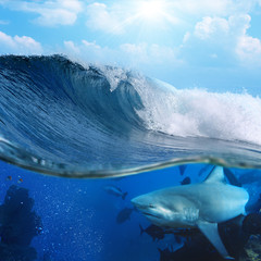 Wall Mural - breaking ocean surface in sunlight and wild shark underwater