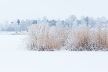 Winter View With A Frozen Reedbed On The Lake