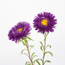Two Purple Asters Isolated On A White Background.