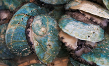 Green Shell Seafood