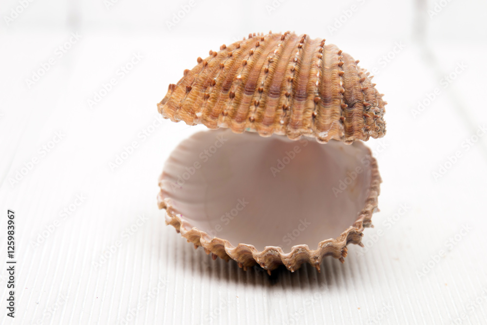 clam shell isolated