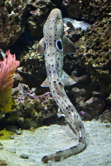 Wall Mural - Epaulette shark (Hemiscyllium ocellatum).