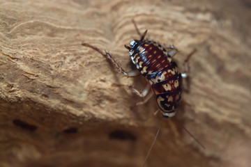 Canvas Print - Harlequin cockroach (Neostylopyga rhombifolia).