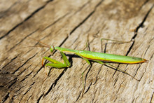 Praying Mantis (Mantis Religiosa)