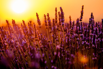 Wall Mural - Blooming lavender in a field at sunset in Provence, France