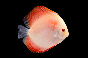 Discus Fish on Black Backgroung