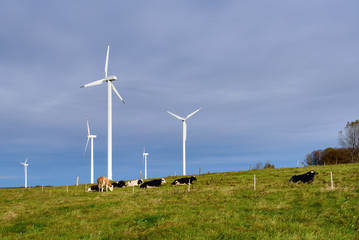 Windmills for electric power production surrounded by meadow in typical Polish countryside. Poland. Europe.