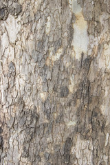 Light bark close up