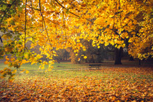Colorful Autumn Park On Sunny Morning In Krakow, Poland