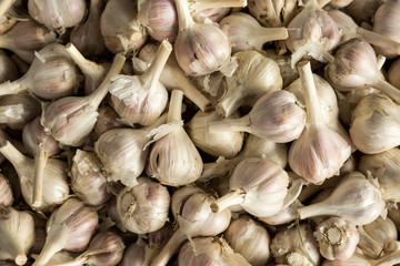 Canvas Print - Garlic