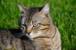 Portrait of domestic short-haired tabby cat lying in the grass. Tomcat relaxing in garden