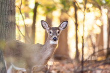 Young Whitetailed Deer Doe