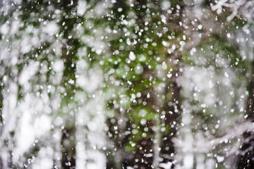 Abstract background of snow falling heavily in an evergreen forest with focus on snowflakes creating a winter wonderland