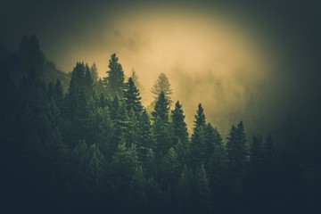 Fototapeta drzewa pejzaż natura wzgórze