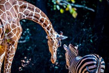 Giraffe Stretches Down To Say Hi To Zebra Friend