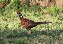 Male European Ring-necked Pheasant (Phasianus Colchicus) Walking In A Meadow