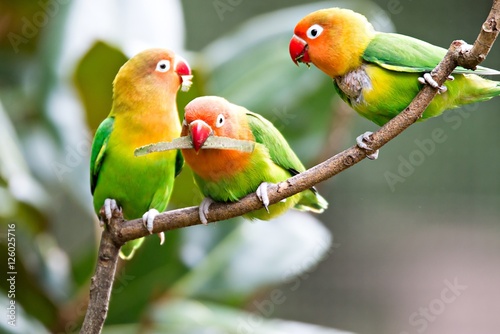 Obrazy papugi  kolorowa-zolta-papuga-sun-conure-aratinga-solstitialis-standi