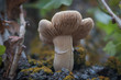 elm mushroom