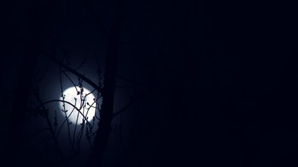 Wall Mural - blue moon rising behind winter tree on dark and cloudy night.