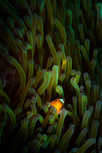 A Clown Anemonefish (Amphiprion Percula) Peeks Out From Anemone Tentacles On The Remax Divesite, Lembeh Straits