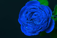 Beautiful Blue Rose With Dew Drops - On A Black