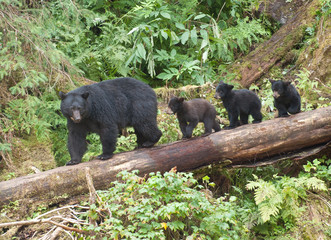 Wall Mural - Mama Bear and Three Cubs, Anan Creek