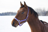 Fototapeta Konie - Shire Horse in winter