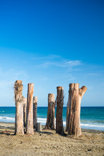  Tree Sentinels On A Beach In Marbella, Spain