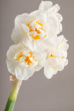 Fototapeta Lawenda - Kwiat narcyza Kwiat narcyza na brązowym tle