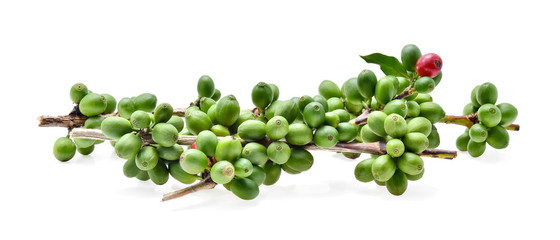 Green coffee beans on white background