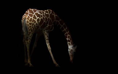 Poster - giraffe hiding in the dark