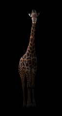 Wall Mural - giraffe hiding in the dark