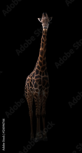 Naklejki żyrafa  zyrafa-chowajaca-sie-w-ciemnosci