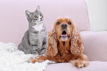 Sticker - Cute dog and cat together on couch at home