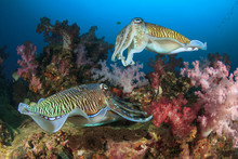 Cuttlefish Mating Sex Fish