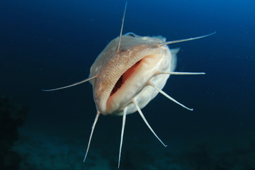 Striped Eel Catfish fish