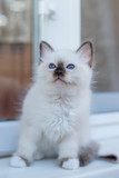 Fototapeta Koty - Sacred Birman kittens in the interior, home furnishings, shallow depth of field, thoroughbred kittens.