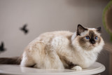 Fototapeta Koty - beautiful cat on the table, gray-black, elite cat, small Depth of field