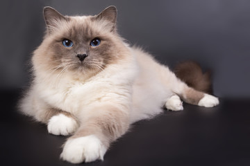 handsome cat in studio close-up, luxury cat, studio photo, black background, isolated.